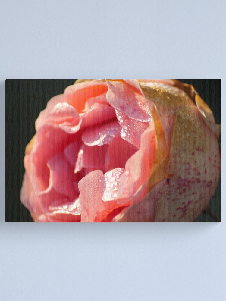 Thumbnail 1 of 3, Canvas Print, Sweet as of old... designed and sold by steppeland.