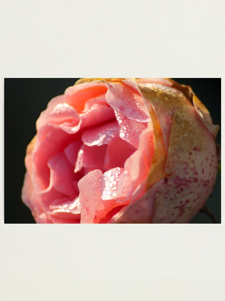 Alternate view of Sweet as of old... Photographic Print