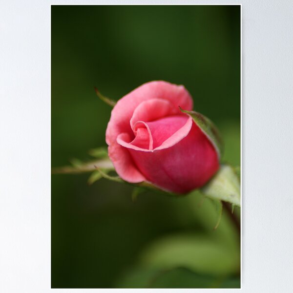 Item preview, Pink Rose Bud designed and sold by crystalventerseye.