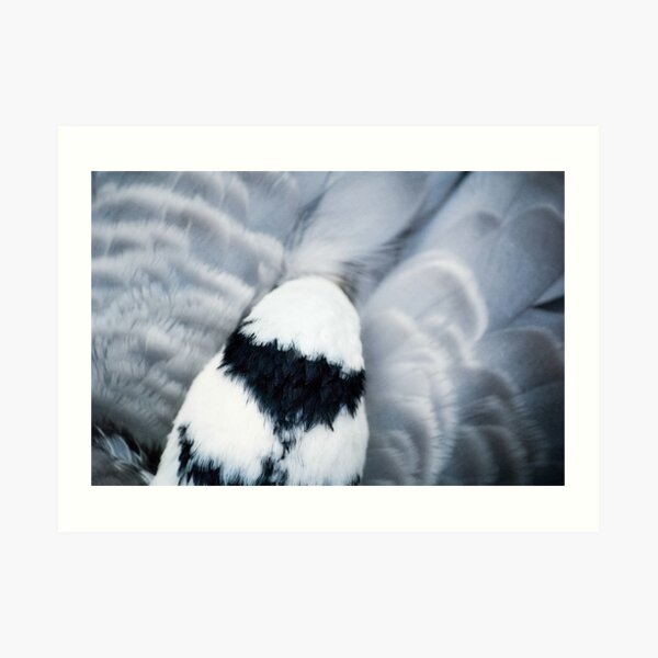 Feathered Dreams Art Print