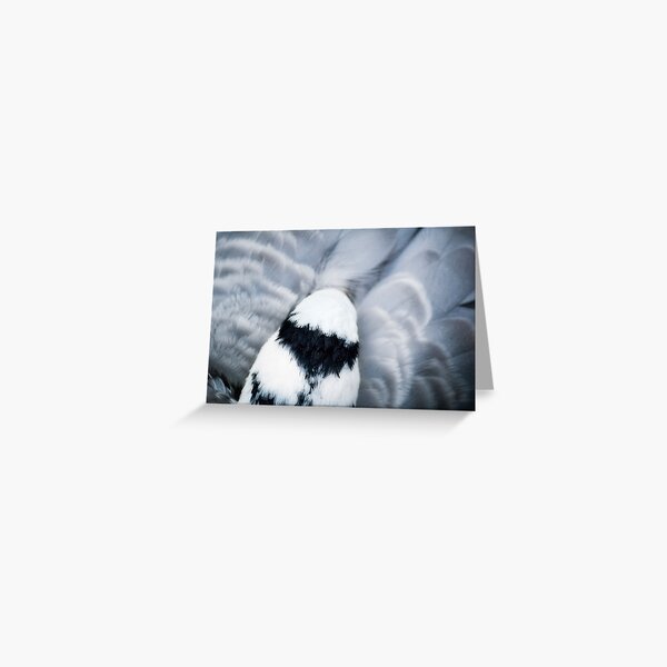 Feathered Dreams Greeting Card