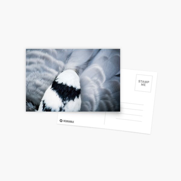 Feathered Dreams Postcard