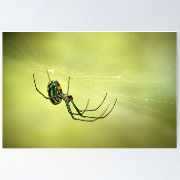Item preview, Venusta Orchard Spider designed and sold by crystalventerseye.
