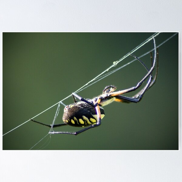 Item preview, Writing Spider designed and sold by crystalventerseye.