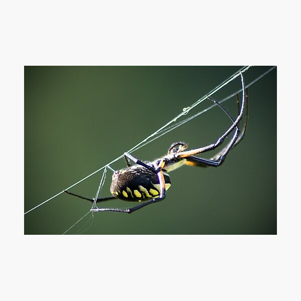 Item preview, Writing Spider designed and sold by crystalventerseye.