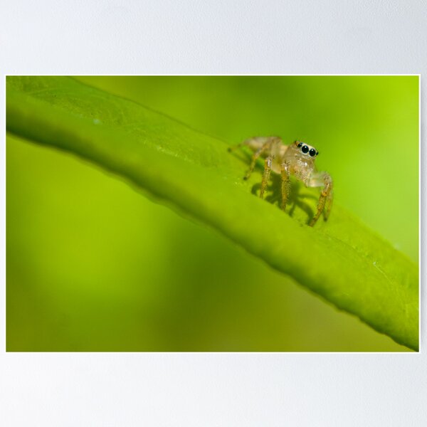 Artikelvorschau, Jumping Spider entworfen und verkauft von crystalventerseye.
