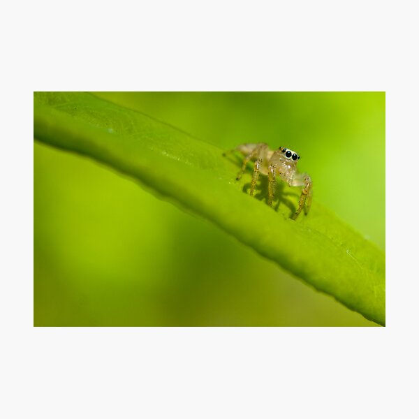Item preview, Jumping Spider designed and sold by crystalventerseye.