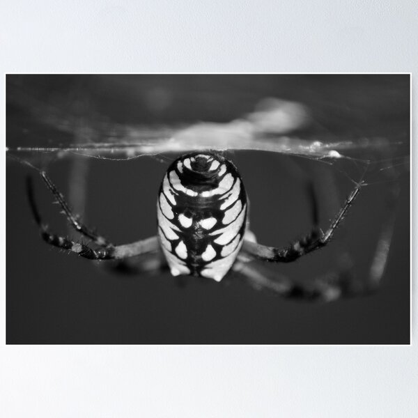 Item preview, Writing Spider designed and sold by crystalventerseye.