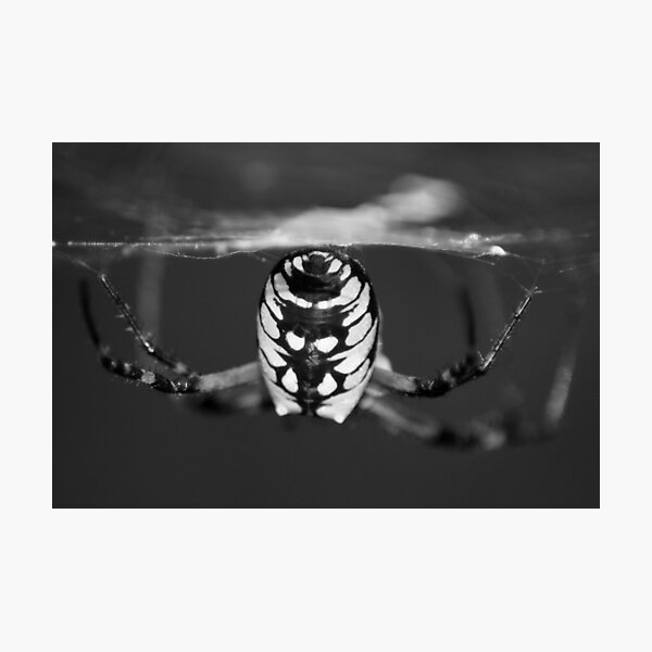 Item preview, Writing Spider designed and sold by crystalventerseye.