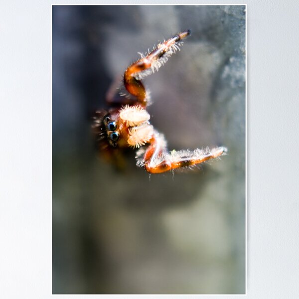 Artikelvorschau, Jumping Spider entworfen und verkauft von crystalventerseye.