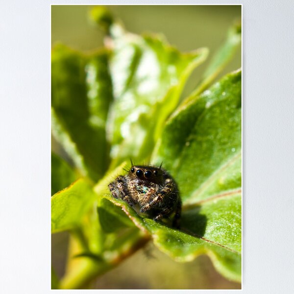Artikelvorschau, Jumping Spider entworfen und verkauft von crystalventerseye.