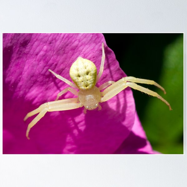 Item preview, Goldenrod Crab Spider designed and sold by crystalventerseye.