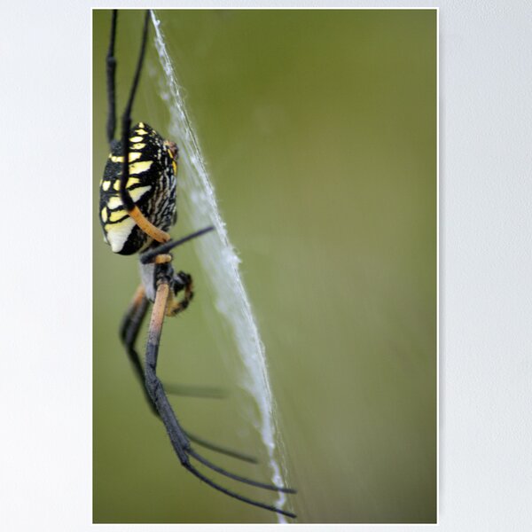Item preview, Writing Spider designed and sold by crystalventerseye.