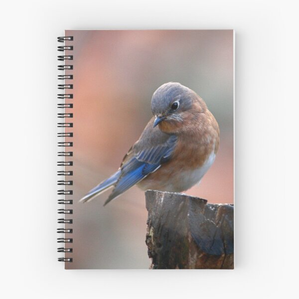 Item preview, Eastern Bluebird designed and sold by Enola Gay Wagner.