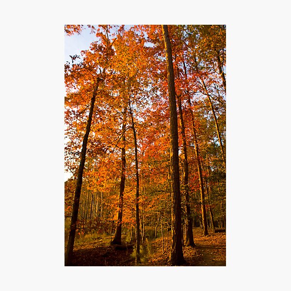 Item preview, Autumn Walk designed and sold by crystalventerseye.