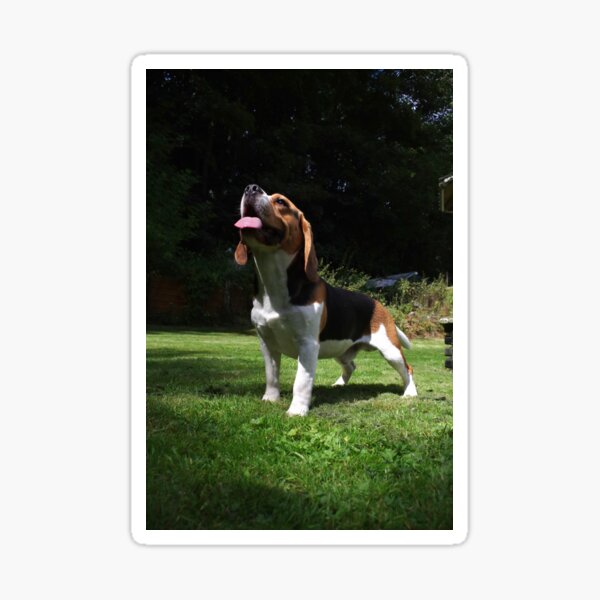 Beagle in garden Sticker