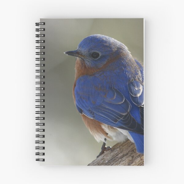 Item preview, Eastern Bluebird designed and sold by Enola Gay Wagner.