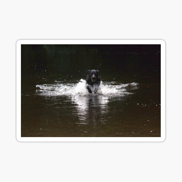 Black labrador in water Sticker