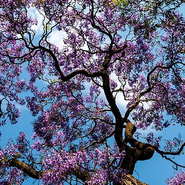 Vorschaubild zum Design Geschenkidee Jacaranda von Katja LebenFreude