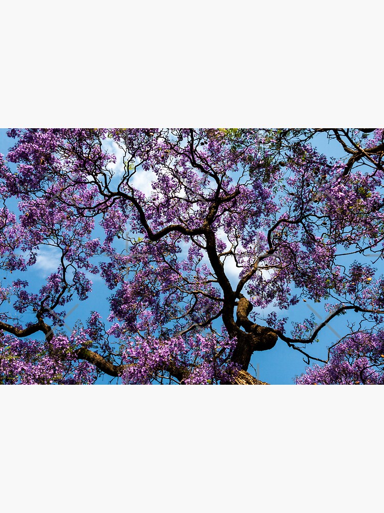 Thumbnail 3 von 3, Sticker, Geschenkidee Jacaranda designt und verkauft von Igelchen.
