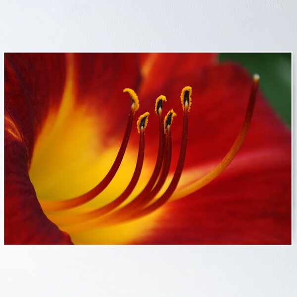 Artikelvorschau, Red N Yellow Lily entworfen und verkauft von crystalventerseye.