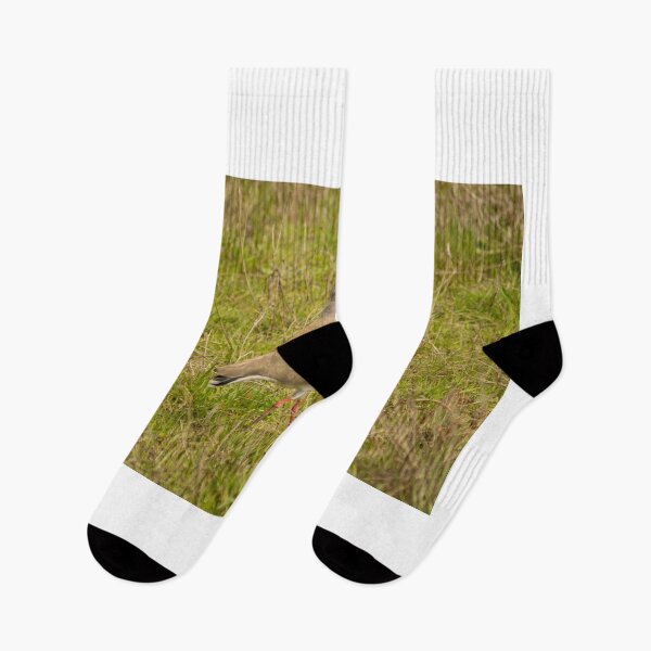 Item preview, eps lapwing designed and sold by pcfyi.