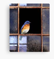 broken pane / eastern bluebird Canvas Print