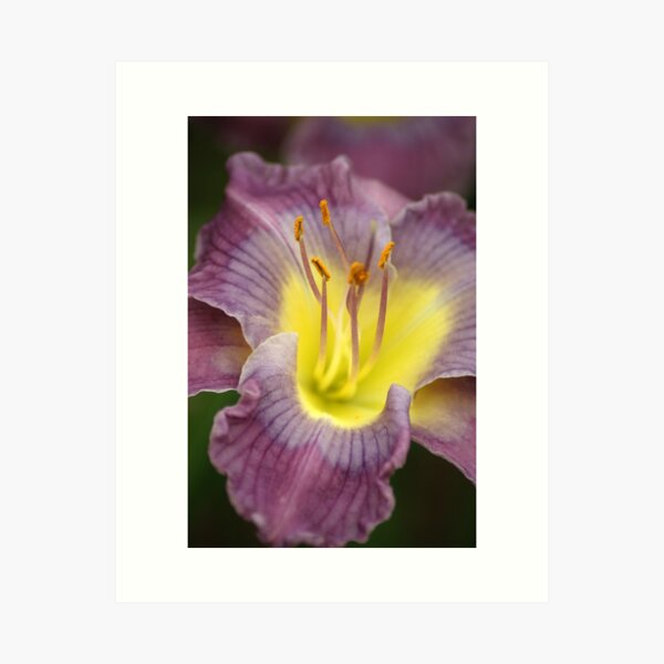 Purple N Yellow Lily Art Print