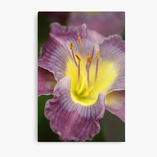Purple N Yellow Lily Metal Print