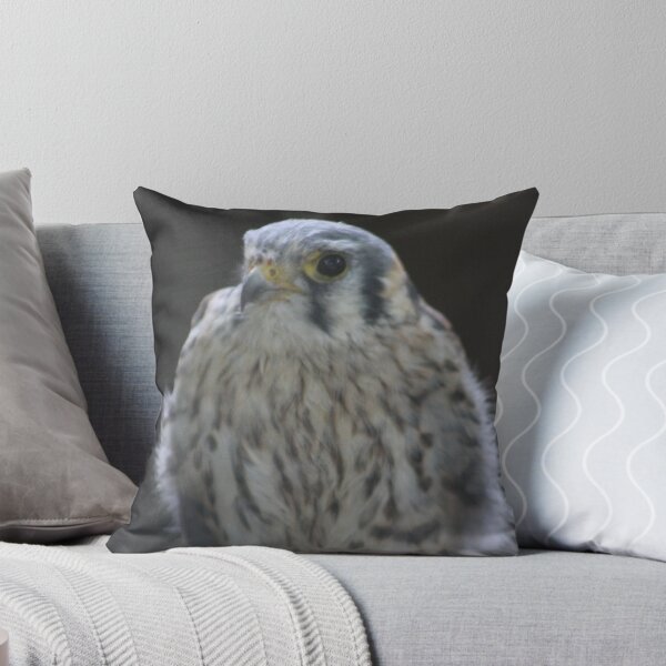 Aperçu de l'œuvre Baby Hawk créée et vendue par durzarina.