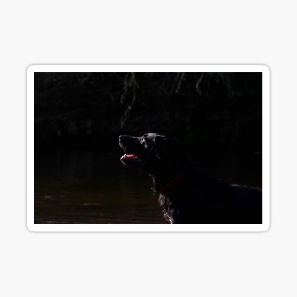 Portrait of black labrador Sticker