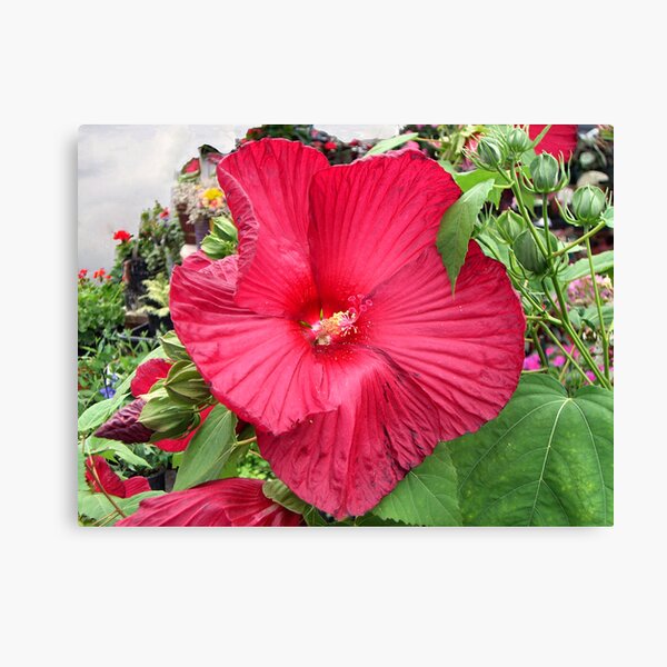 Flower Market Canvas Print