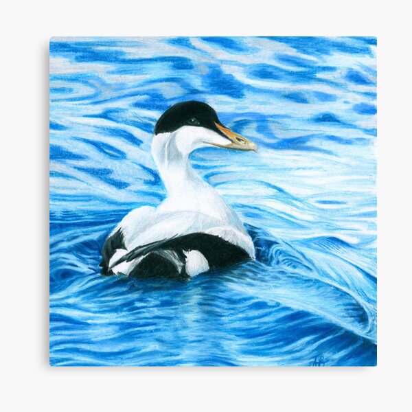 Eider Duck Canvas Print