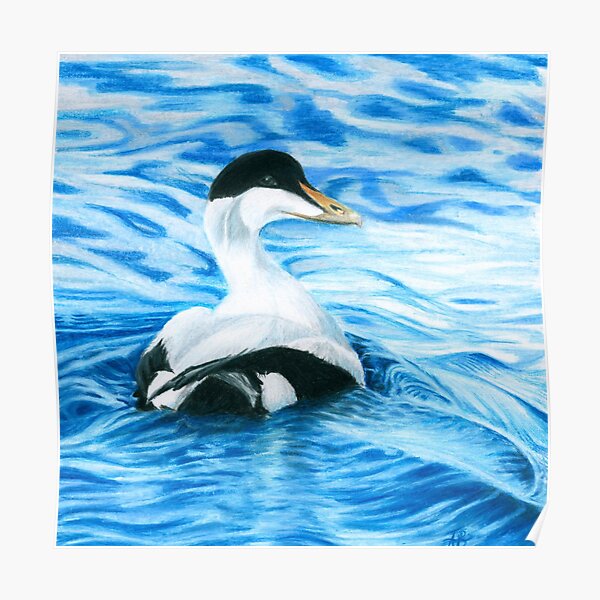 Eider Duck Poster