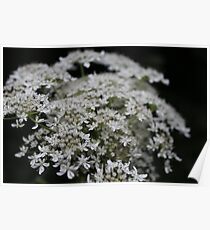 Macro Flower Poster