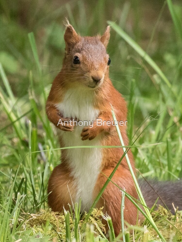 Squirrel in the grass by dailyanimals