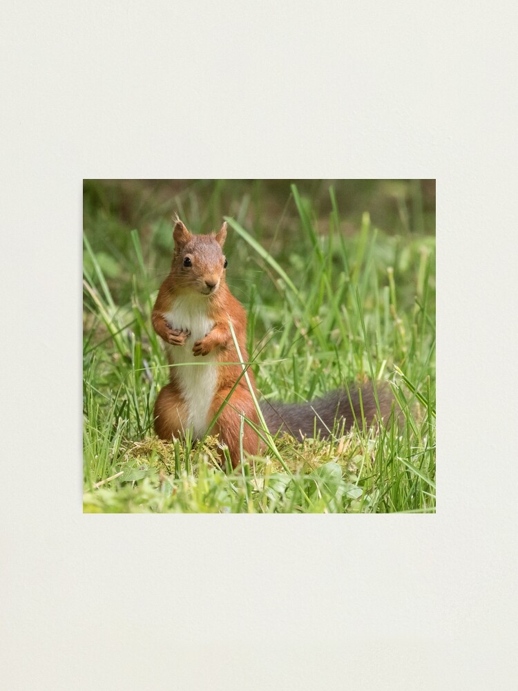 Alternate view of Squirrel in the grass Photographic Print