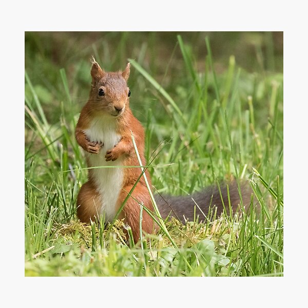 Squirrel in the grass Photographic Print