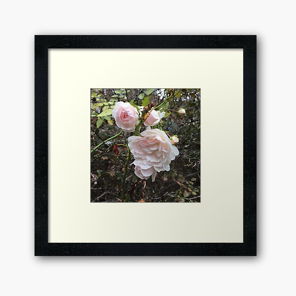 Blush Roses Framed Art Print