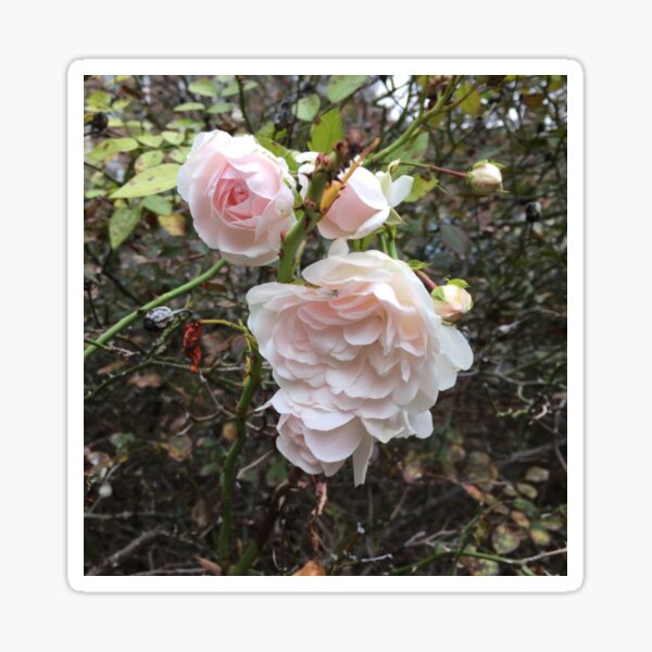 Blush Roses Sticker