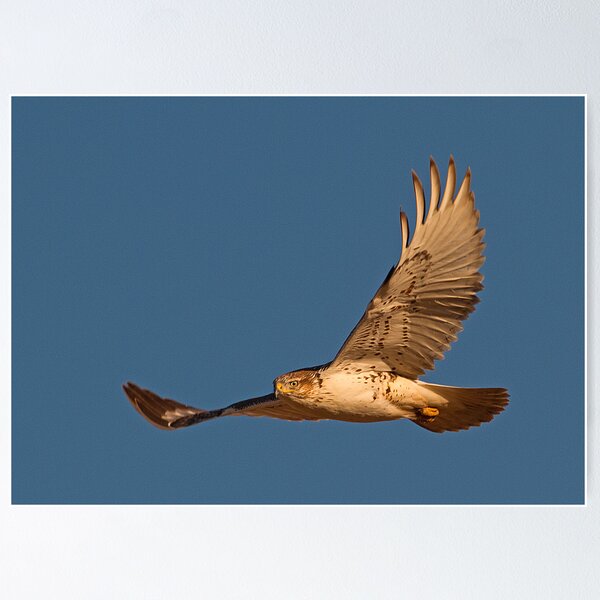 Item preview, 0104113 Ferruginous Hawk designed and sold by Marvin Collins.