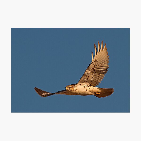 Item preview, 0104113 Ferruginous Hawk designed and sold by Marvin Collins.