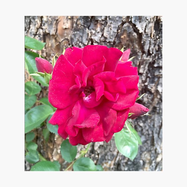 Lovely Red Flower Photographic Print