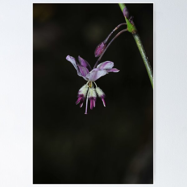 Item preview, Arthropodium milleflorum designed and sold by Colin12.