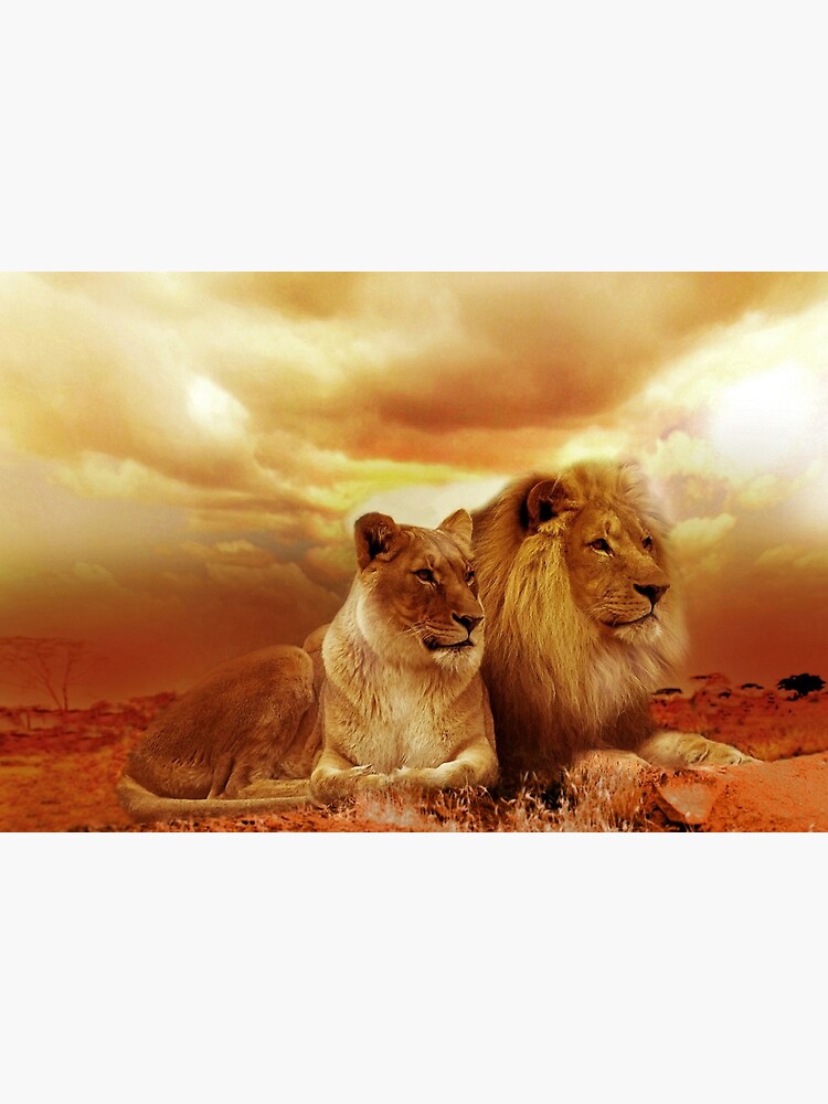 Lámina rígida «leones romanticos» de leonsergio | Redbubble