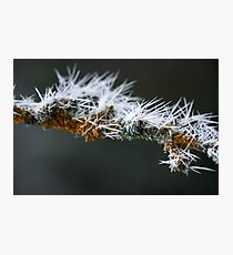 monster almond tree Photographic Print