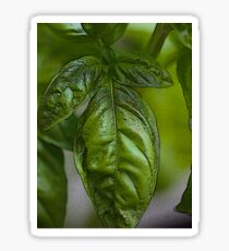 Basil Sticker