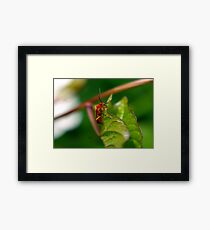 Soldier Beetle Framed Print