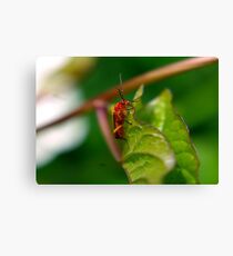Soldier Beetle Canvas Print