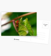 Soldier Beetle Postcards